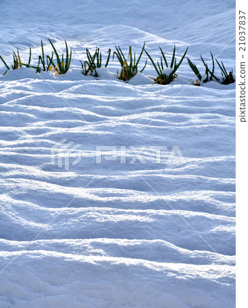 Field of snow 21037837