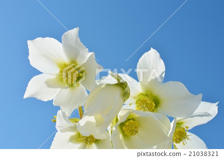 白色聖誕節玫瑰 白色聖誕節玫瑰 21038321