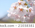 Cherry Blossom	 21038381