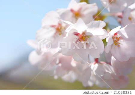 Cherry Blossom	 21038381