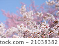 Cherry Blossoms	 21038382