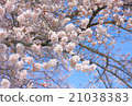 Cherry Blossoms	 21038383