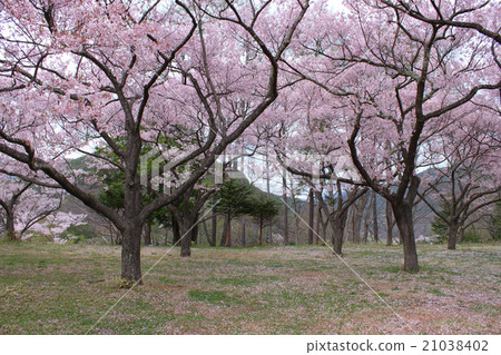 Takati Castle Ruined Park Sakura Takati Castle Ruined Park Sakura 21038402