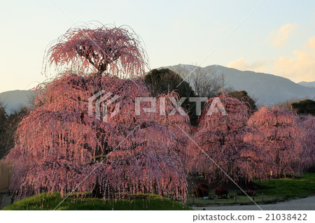 在鈴鹿的森林花園裡垂下櫻花 21038422