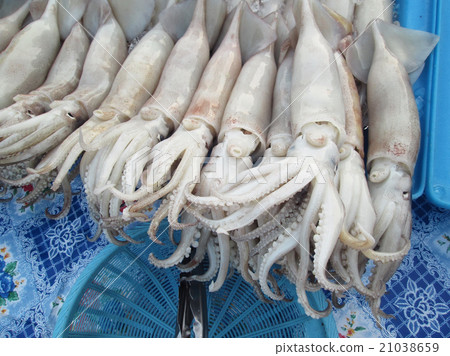 Fresh squid 21038659