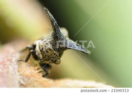 Close up Aphids,Strange treehopper 21040313