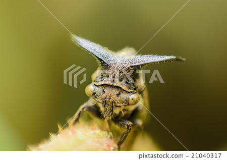 Close up Aphids,Strange treehopper Close up Aphids,Strange treehopper 21040317