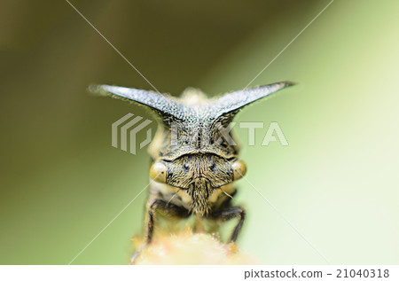 Close up Aphids,Strange treehopper 21040318
