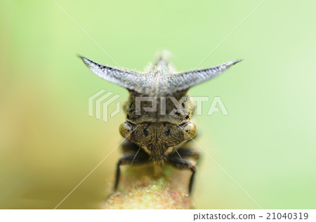 Close up Aphids,Strange treehopper 21040319