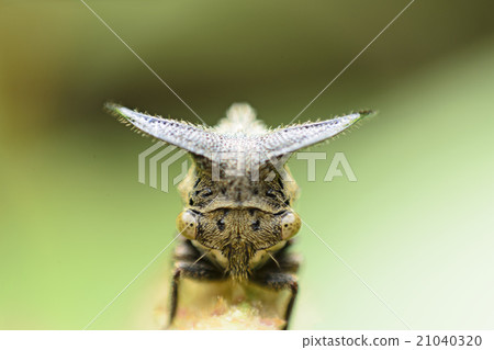Close up Aphids,Strange treehopper 21040320