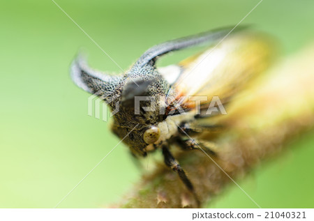 Close up Aphids,Strange treehopper Close up Aphids,Strange treehopper 21040321