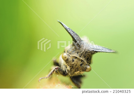 Close up Aphids,Strange treehopper Close up Aphids,Strange treehopper 21040325