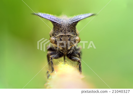 Close up Aphids,Strange treehopper Close up Aphids,Strange treehopper 21040327