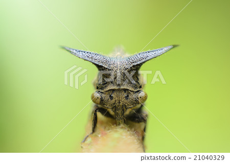 Close up Aphids,Strange treehopper Close up Aphids,Strange treehopper 21040329