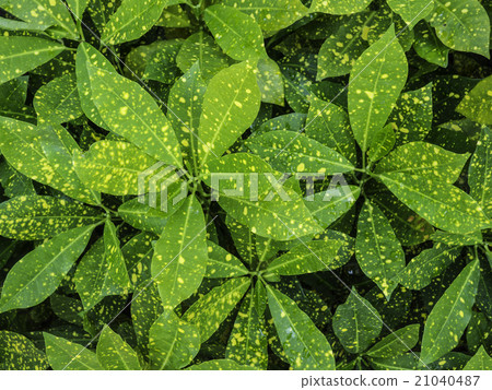 green Pothos texture background green Pothos texture background 21040487