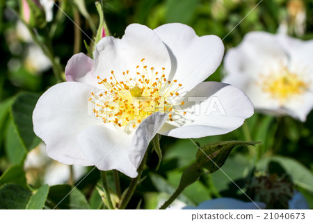White rose 21040673