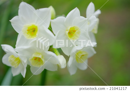 White daffodil flower (closeup) White daffodil flower (closeup) 21041217