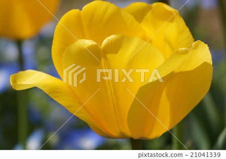 Tulip Golden Apeldon Tulip Golden Apeldon 21041339