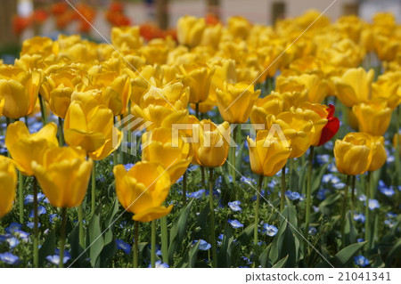 Tulip Golden Apeldon 21041341