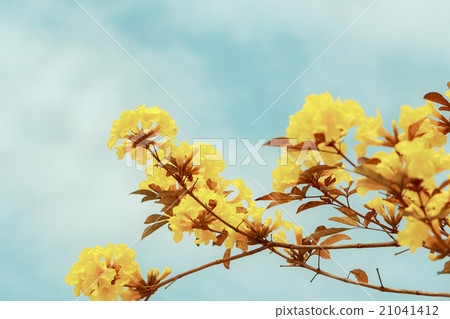 Yellow tabebuia flower blossom Yellow tabebuia flower blossom 21041412