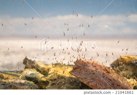 Micro Shrimp in Water 21041661