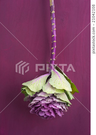 Ornamental cabbage 21042108