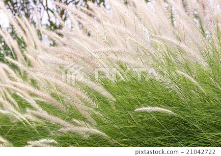 Imperata cylindrica Beauv of Feather grass Imperata cylindrica Beauv of Feather grass 21042722