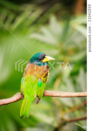 Exotic colorful bird sitting on a branch Exotic colorful bird sitting on a branch 21042850