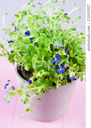 Lobelia flower in flowerpot Lobelia flower in flowerpot 21042927