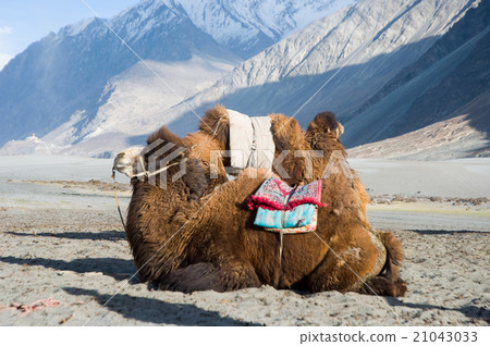 camel in Nubra valley, Leh 21043033