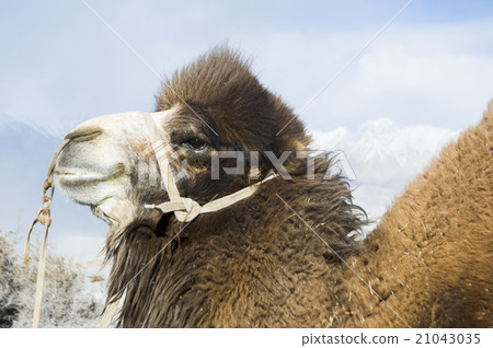 camel in Nubra valley, Leh 21043035