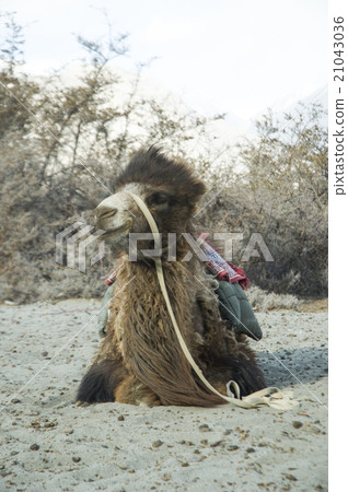 camel in Nubra valley, Leh 21043036