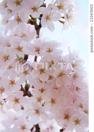 Cherry blossom Cherry blossom 21043603
