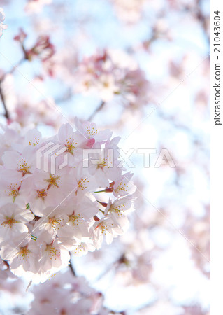 Cherry blossom Cherry blossom 21043604