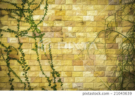 Green plants on rock wall background Green plants on rock wall background 21043639
