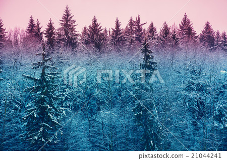 Fir forest in early morning Fir forest in early morning 21044241