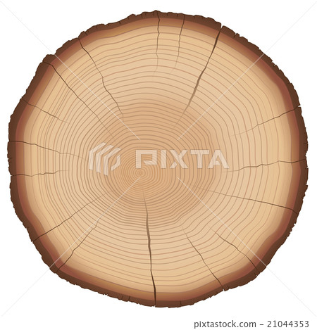 Annual Rings Tree Trunk Cross Section 21044353