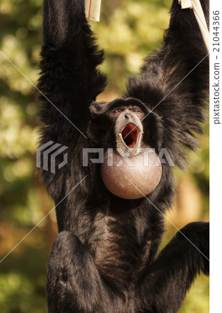 Flying gibbon 21044366