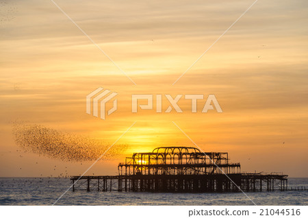 Flock of starlings over the west pier in Brighton 21044516