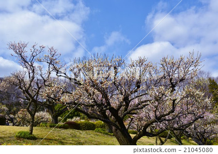 藍天和梅花 藍天和梅花 21045080