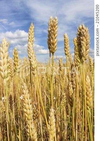 Ears of wheat Ears of wheat 21045200