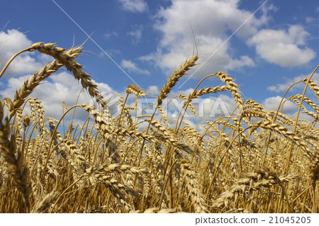 Wheat Wheat 21045205