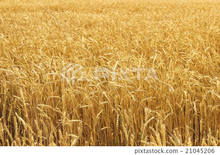 Wheat Wheat 21045206