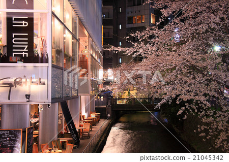 Takase River's night cherry light up 21045342