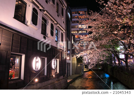 Takase River's night cherry light up 21045343
