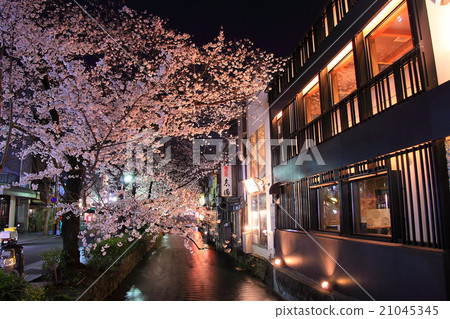 Takase River's night cherry light up 21045345