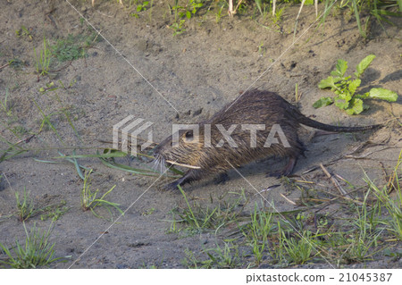 Nutria 21045387