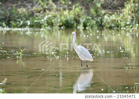 A harrow standing in a paddy field 21045471