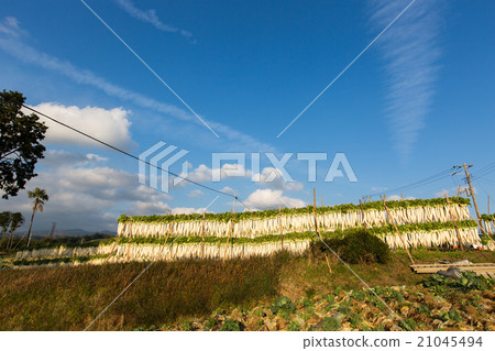 Hakone radish with dried radish 21045494