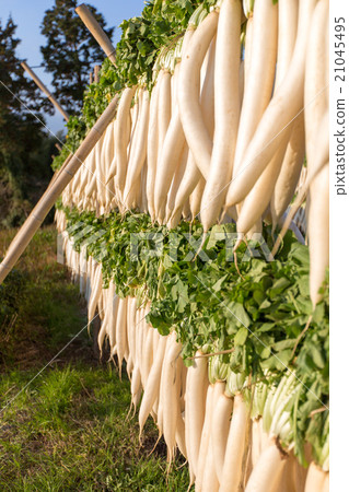 Hakone radish with dried radish 21045495